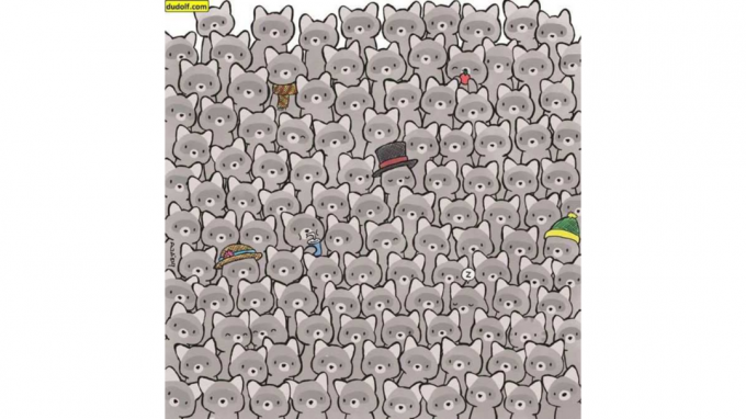 Optical illusion to solve in 6s: find the cat among the raccoons
