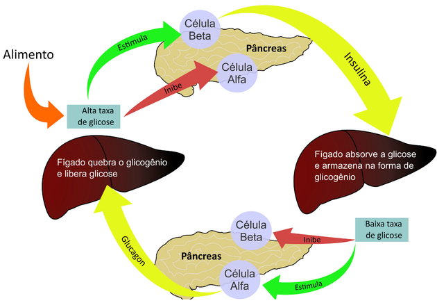 Glucagon: what is it, functions and insulin