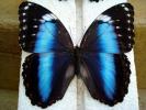 15 druhov brazílskych motýľov