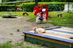 Risks of contaminated sand from playgrounds