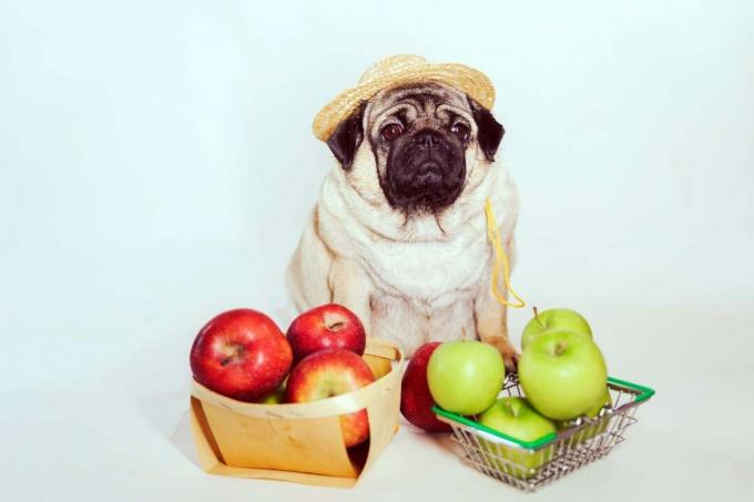 Frugter til hunde: Opdag 11 gavnlige typer og 4, der kan skade din lille ven
