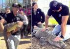 Zoo finds abducted alligator after 20 years