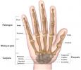 Huesos de la mano: ¿cuántos y qué son?