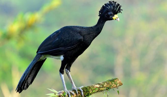Endangered for 40 years, bird was recently found in Brazil