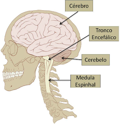 Centrala nervsystemet: sammanfattning, anatomi och organ