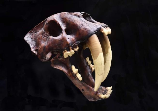 Sabertooth fossils reveal secrets of animal evolution