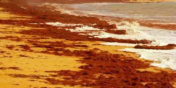 Red Tide: what it is, causes and consequences