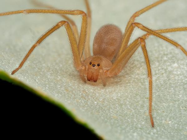 Hnedý pavúk: vlastnosti, účinky jedu