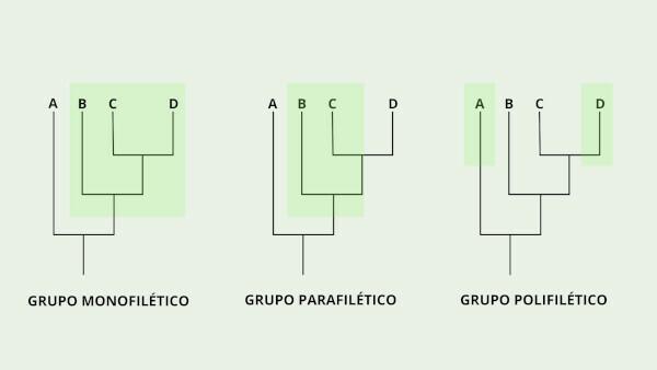 Arten von Gruppierungen in einem Kladogramm.