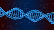 DNA: what is it, what is its function and structure