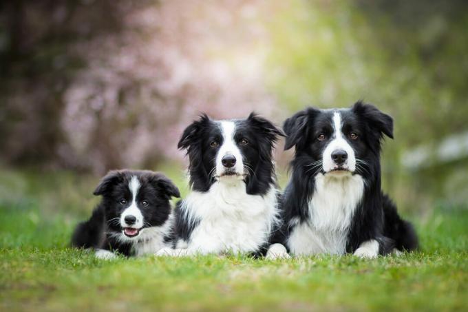 Üldiselt on need 5 kõige tervislikumat koeratõugu