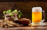 Hops: what is it, use in beer, characteristics
