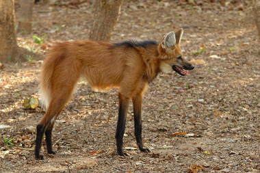 Maned wolf, a typical Cerrado species that could become extinct