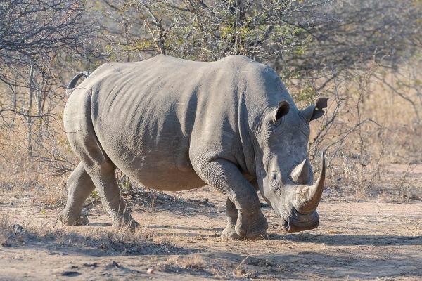 Rhinoceroses: classification, feeding, species