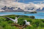 Албатрос: общи аспекти, размножаване, заплахи