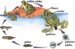 Animal reproduction. Animal reproduction characteristics