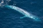 Blue Whale – The biggest animal on the planet