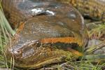 Anaconda Sucuri: Șarpele gigant