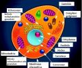 Cellular organelles. Definition of cell organelles