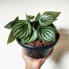 Peperomias: Φυτά για όσους αναζητούν πρακτικότητα και αρμονία