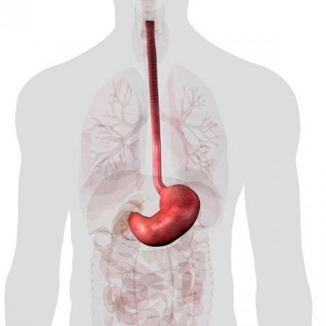 Esophagus: what is it, how does it work, location, inflammation