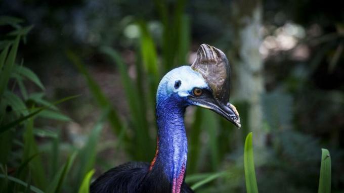 The most dangerous bird in the world: 5 facts about the cassowary