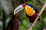 Toucan: family, features, species