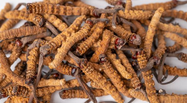 Cordyceps: all about the fungus from The Last of Us