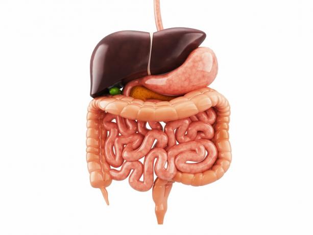 Illustration showing all organs of the digestive system.
