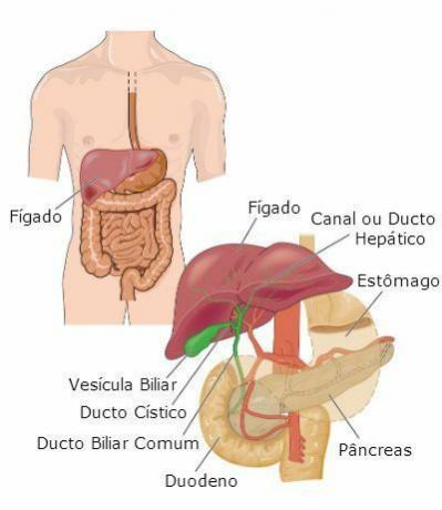 Karaciğer: özellikleri, işlevleri ve hastalıkları
