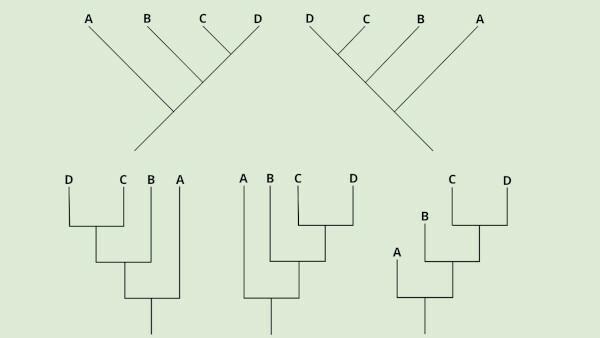 Ejemplos de cladogramas.