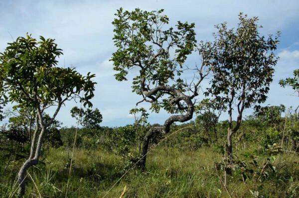 The Cerrado, the second largest biome in South America and the second largest biome in Brazil, is a plant formation rich in biodiversity. 