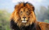 Lion: characteristics, habits and reproduction
